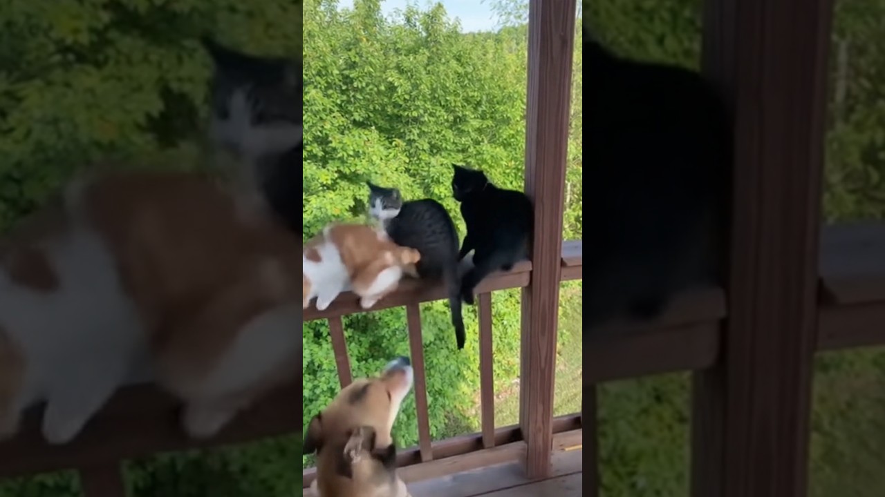 Dog Bark Scare! 🐶😱 Cats Jump Off the Balcony! 