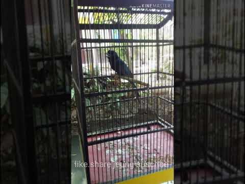 Mp3 suara burung ribut terbaru ||2020