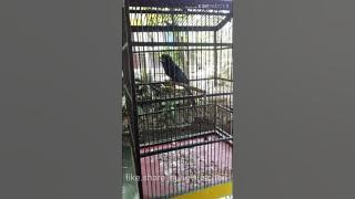 Mp3 suara burung ribut terbaru ||2020