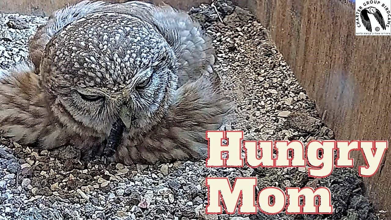 Little Owl Insect Snacks During Incubation