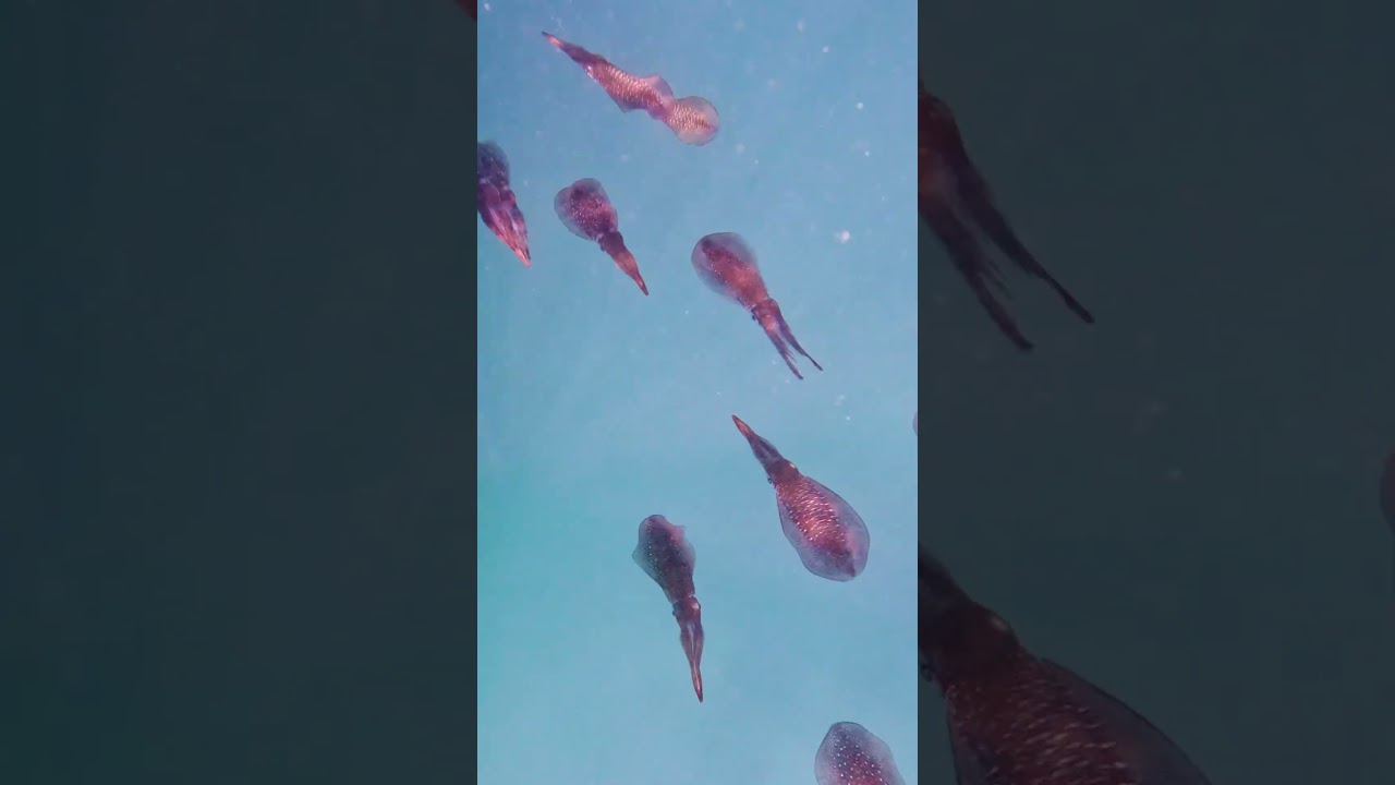 Can’t Believe How Many Squid Are Here! 🦑🌊 #onceuponareef #squid