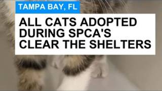 SPCA cats adopted