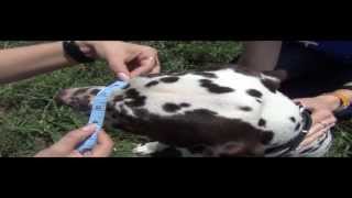 How to measure a dog for well fitting muzzle