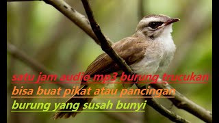 SATU JAM SUARA BURUNG TRUCUKAN BISA BIAT AUDIO MP3 ATAU PANCINGAN #SUARATRUCUKAN #KICAUBURUNG