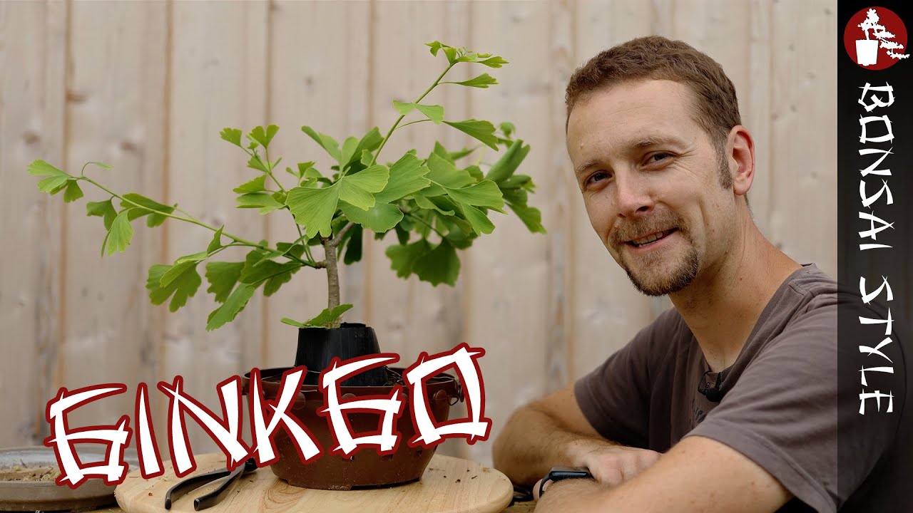 Mein Ginkgo hat schreckliche Wurzeln | #121