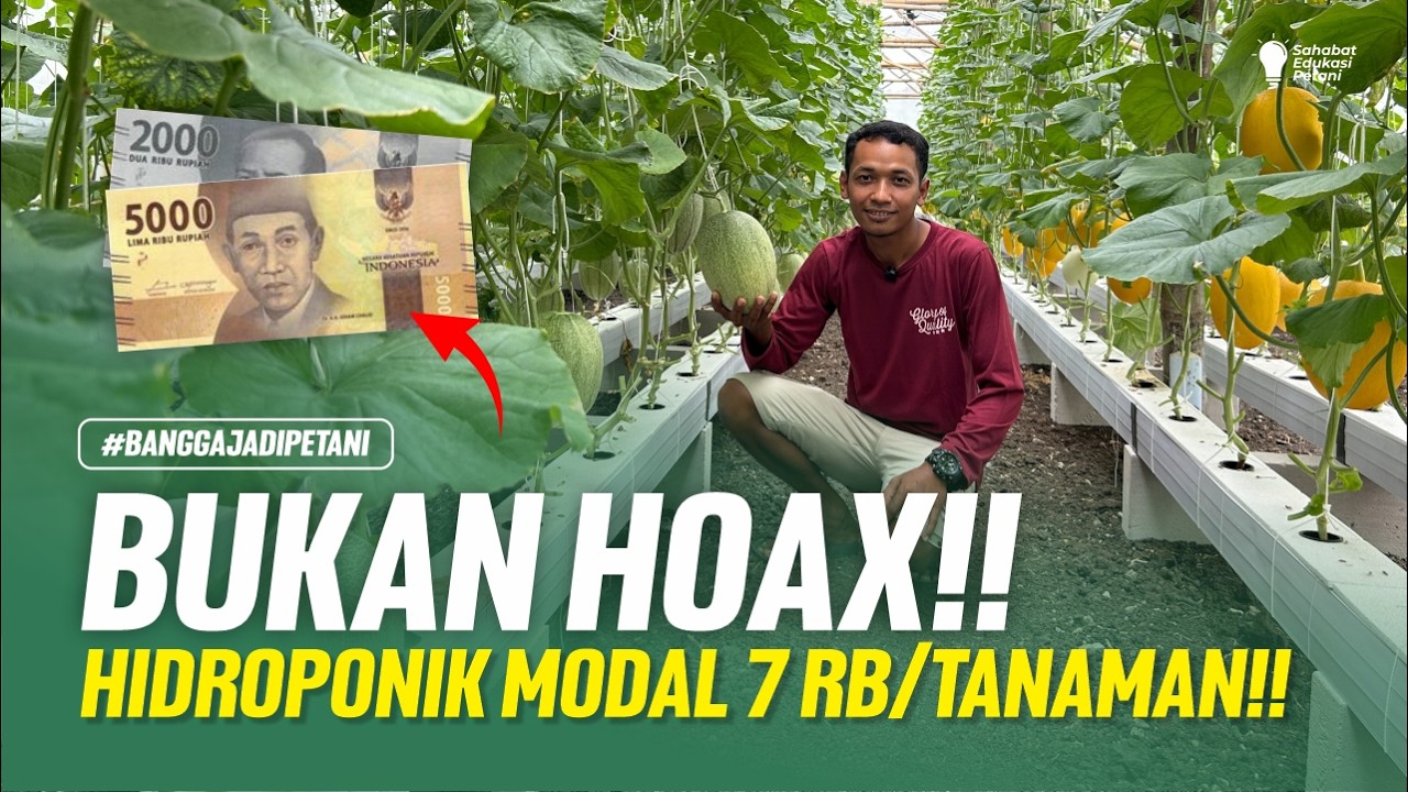 PERAWATAN MELON HIDROPONIK MURAH DAN MUDAH !! MODAL 7 RIBU PER TANAMAN