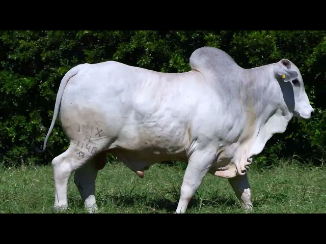 LOTE 18   ONIX 1146