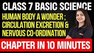 Class 7 | Human Body a Wonder Circulation Excretion & Nervous Co-ordination | Chapter in 10 Minutes