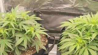 Growing Cannabis: Sour Diesel Auto Day 0-27 