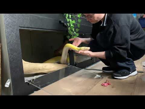 13ft Reticulated python's civilised feeding response.