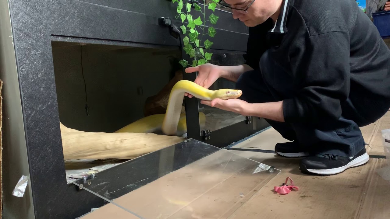 camera iphone 8 plus apk 13ft Reticulated python's civilised feeding response.