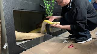 Celebrity 13ft Reticulated python's civilised feeding response. Profile