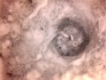 Birdcam_2010-04-24_18-11-09.avi