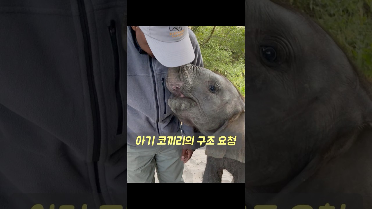 어미 코끼리가 진흙 구덩이에 갇히자, 새끼 코끼리는 어미를 구하기 위해 도로로 달려 나가 지나가는 차들을 세우려 했습니다. #동물 #animals