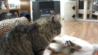 Our Adopted Cats - Ming and Kobi