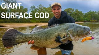 River monster eats Surface lure! - Murray Cod Fishing
