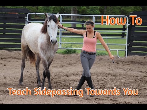 Hoe om uw paard Sidepass Teach naar u toe