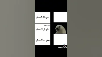 عليا الطلاج كلو بيكدب 