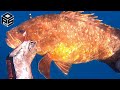 PESCASUB Cernia Ricciola e Pesci Pesca subacquea nel sottocosta - Pesca Submarina Mero 2023
