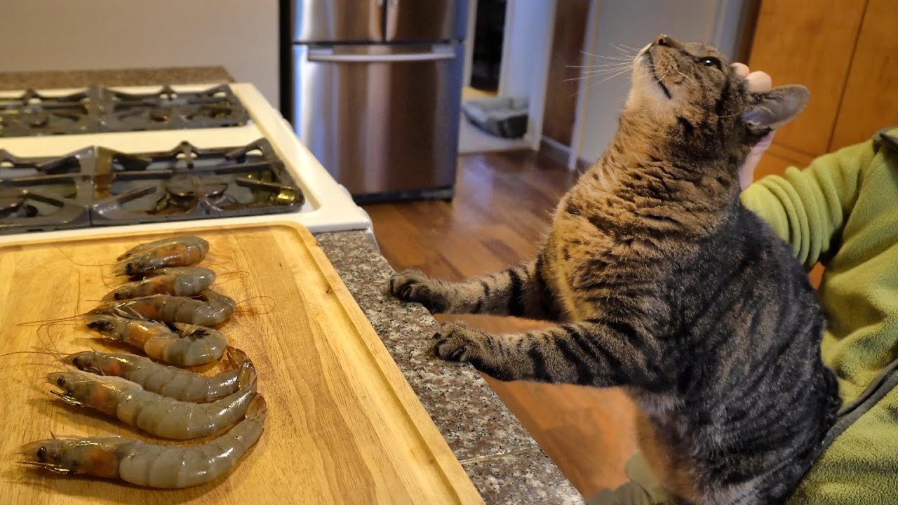 Cat Eats Shrimp えびを食べるねこ YouTube