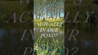 Testing the Pond Water (And What We Found)