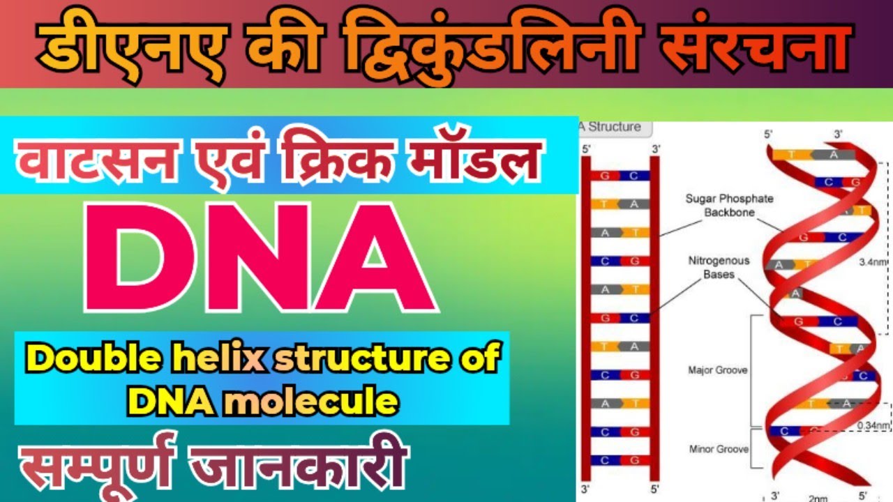 DNA की संरचना | Watson and Crick Model Explained in Hindi | Structure of DNA | वाटसन और क्रिक मॉडल |