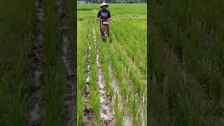 Download Lagu Alat penyiang gulma ( matun padi ) sederhana MP3