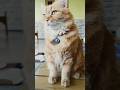 Kucing Lucu! Millo Si Oyen