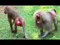 Baboon got angry   animal life