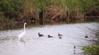Hooded Mergansers - Courtship Display