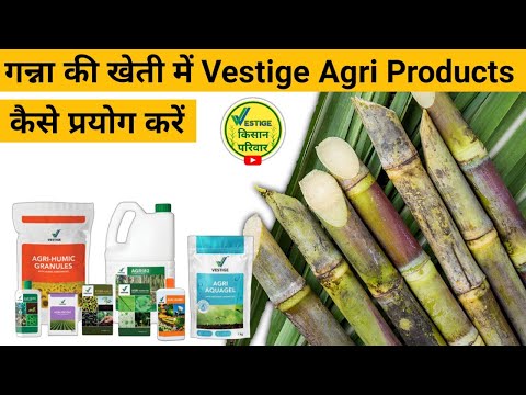 Sugarcane me Vestige Agri products kaise use