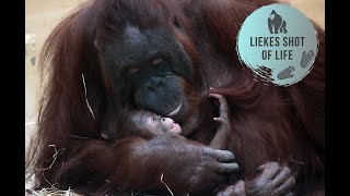 BABY ORANGUTAN FEW DAYS OLD