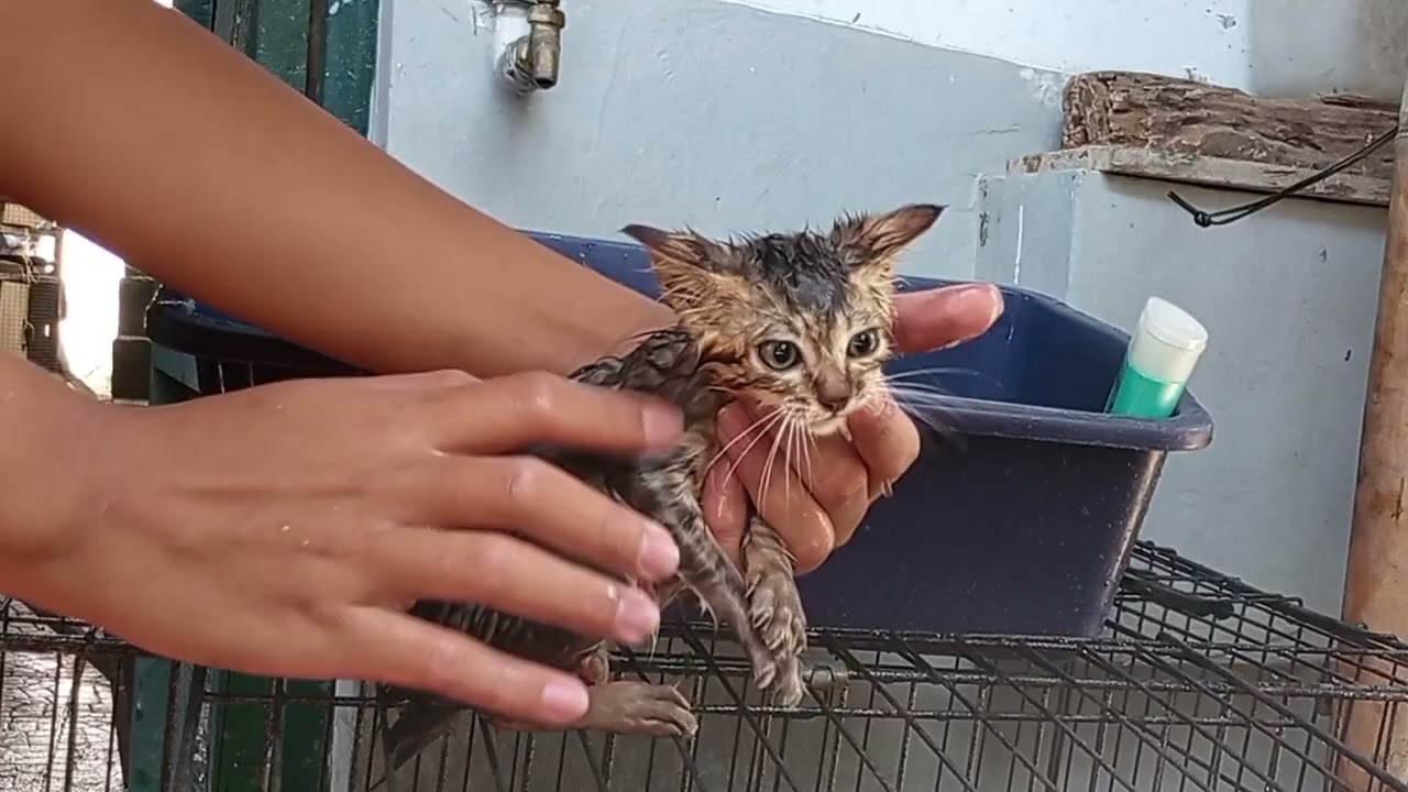 MANDIIN KUCING 5 ! SERU BANGET !