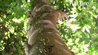 Leaf Cutter Ants Travelling Up And Down Tree Carrying Leaves, Costa Rica