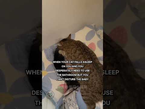 My baby's sleep is more important than anything 🐈....#CatFacts #CatBehavior #CatLife #CatLovers