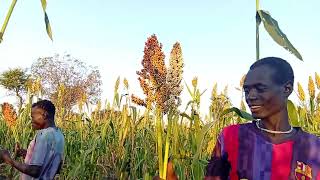 Download Lagu Muun Tanyan (Yielo) MP3