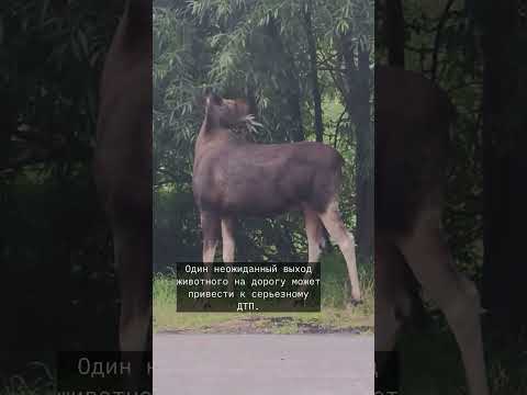 «Он тут местный» — под Пинском снова заметили лося