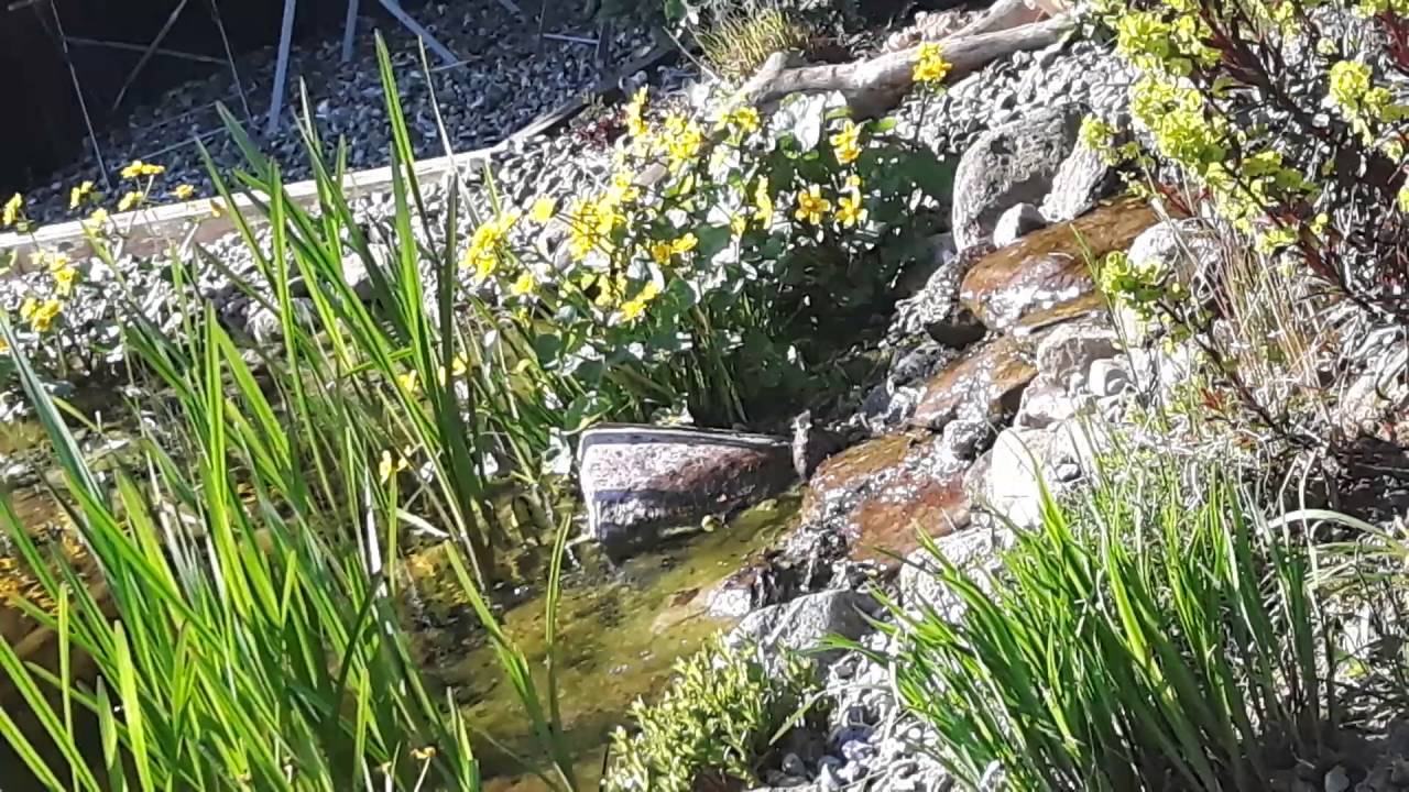 Teich mit Badegast...