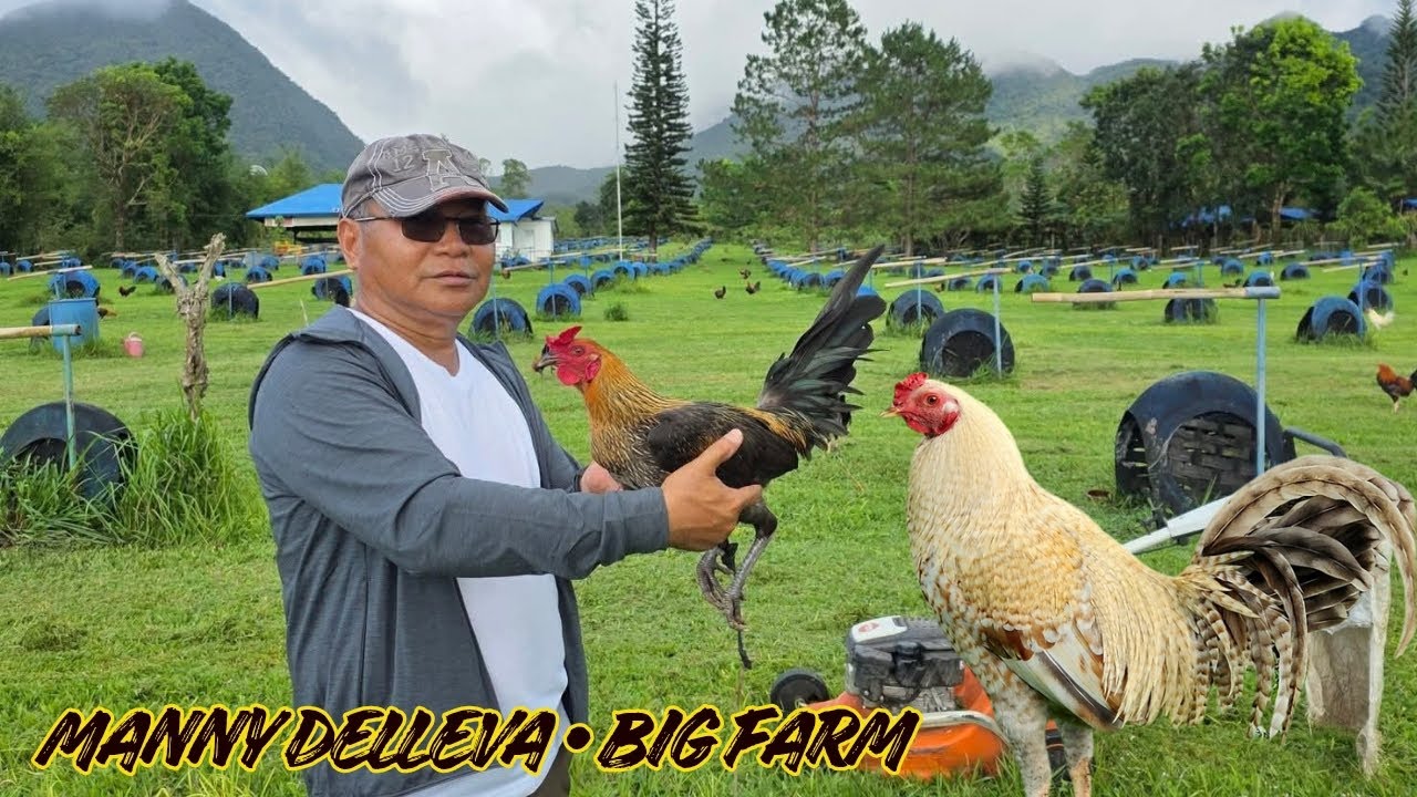 MANNY DELLEVA - Beautiful View Feeding Time Free Range Big Farm Shape Outdoor Chicken Coop