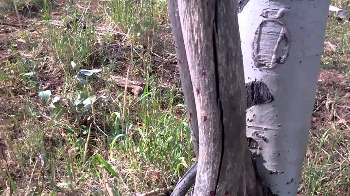 2012 Archery Spike Elk Hunt sponsored by Tough Enough Outdoors 2