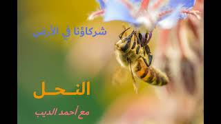 شركاؤنا في الأرض | النحل