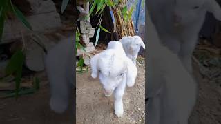 suara kambing kecil#viralvideo #shorts #comedy #funny