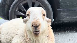 Cute Lamb Burping by Lee Walters 3,780 views 7 months ago 27 seconds