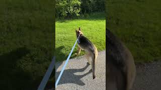 God's Warning… Do not love the world! #AddictedToGod #GermanShepherdDog #ChristianLiving 