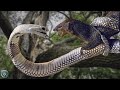 MONGOOSE ─ Even The King Cobra and Black Mamba are Fear This Snake Killer