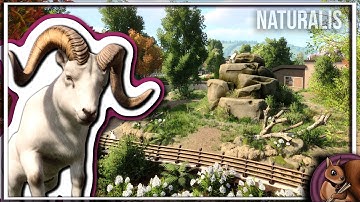 Creating an AMAZING DALL SHEEP Habitat | Planet Zoo Speedbuild | Naturalis Ep. 35