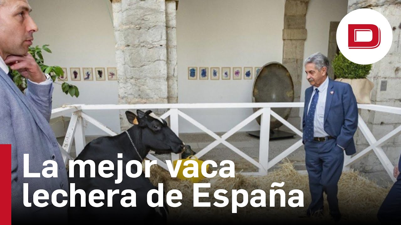 La vaca Ariel, protagonista de la Medalla de Plata de Cantabria, castigada cara a la pared