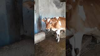 சீக்கிரம் வாடி செனப்பன்னி #kozhi_koothugal #comedy #petscomedy #funny_chicken #funny #cow #trending