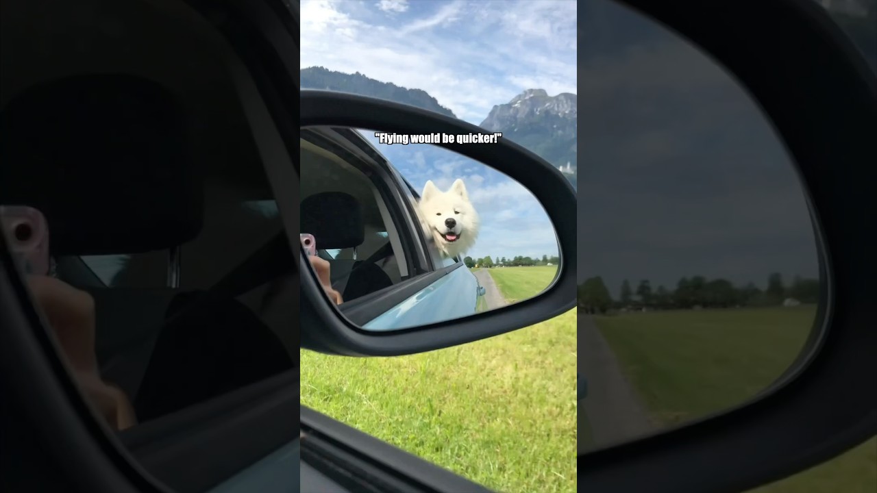 Путешествия на дальние расстояния с собакой того стоят 😍 