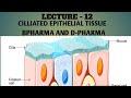 Ciliated Epithelial Tissue Bpharma And Dpharma First Year #aariyapharmacy